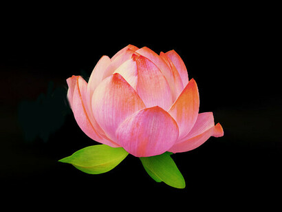 La flor de loto en la oscuridad representa la importancia del mindfulness