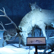Stag attacked by wolves. Courtesy of Grigore Antipa National Museum of Natural History
