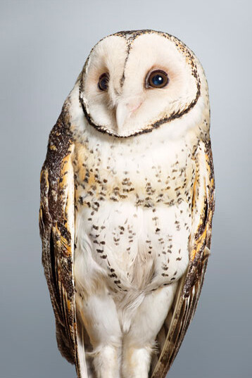 Leila Jeffreys, 'Tani' No.2 Masked Owl, 2014, fine art inkjet print on archival cotton rag paper, Ed.14, 112 x 89 cm