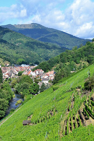 Il vigneto grand cru Rangen sopra Thann (Alto Reno), Francia
