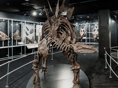 Dinosaur Gallery. Courtesy of COSI