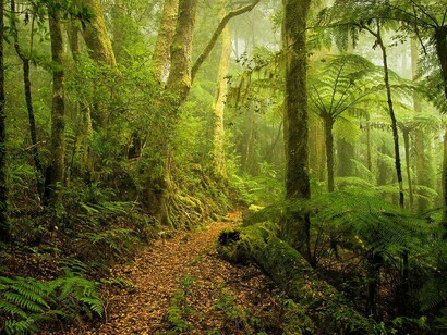 Sul circuito dell'Albert River, sezione Green Mountains, Parco Nazionale di Lamington, Queensland, Australia