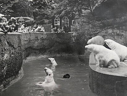In 1933, the purpose-designed polar bear enclosure of Munich’s Hellabrunn zoo comprised a semi-circular curved swimming pool and a wide platform with rising terraces. The back wall, which had openings leading to the polar bears’ night quarters, was covered with artificial rock to replicate the Arctic environment. (Courtesy of Tierpark Hellabrunn)