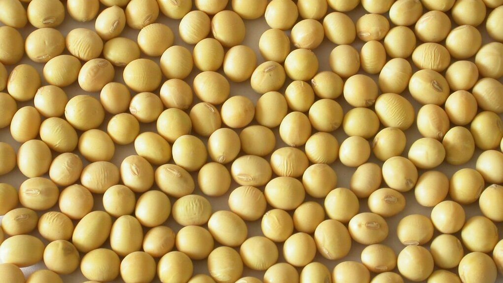 Judias esperando a ser cocinadas