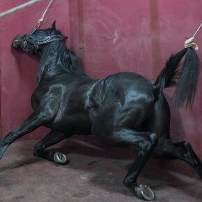 Ekin Çekiç, Horsepital, courtesy of Mamut Art Project