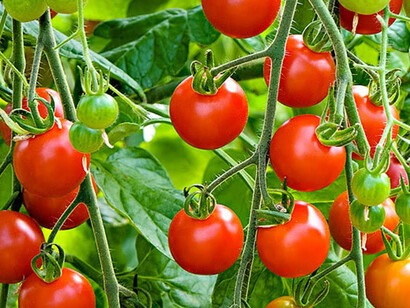 My cherry tomatoes