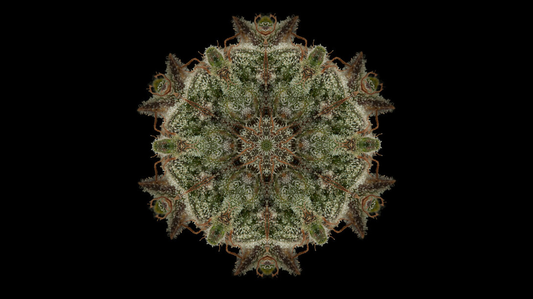 OG Kush. Courtesy of Alfa Gallery