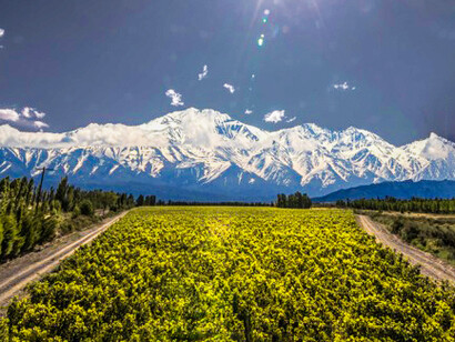 Vista a un viñedo en la provincia de Mendoza, Argentina