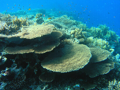 Mar Mediterraneo: l’apertura del canale di Suez nel 1896 che ristabiliva un contatto tra il Mar Rosso e il Mediterraneo (esistente in epoche geologiche), permettendo a centinaia di specie esotiche, tra cui più di cento pesci tropicali di penetrare e invadere il mare nostrum