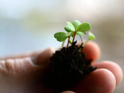 Germoglio nella mano. PAC e proteste agricole: L'Europa alla ricerca di equilibrio tra sostenibilità e reddito