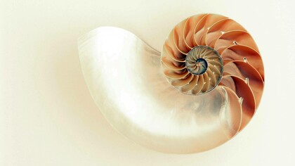 La spirale naturale formata dal Nautilus durante la crescita: “È affascinante pensare che ciò che suoniamo possa riflettere un ordine matematico universale”