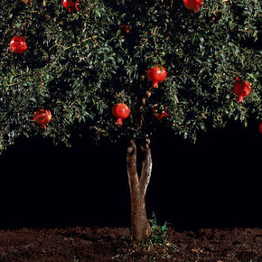 Into the Woods. Courtesy of Victoria and Albert Museum