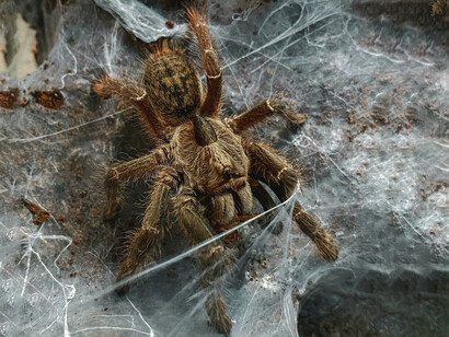 Aquellos creadores que quieran vivir de las redes sociales se ven catapultados hacia el agotamiento y la desesperación