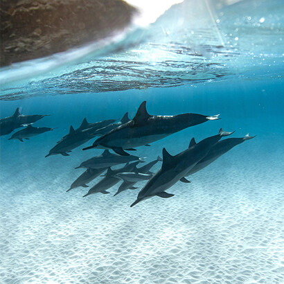 Golfinhos. E o amor escolheu acolher