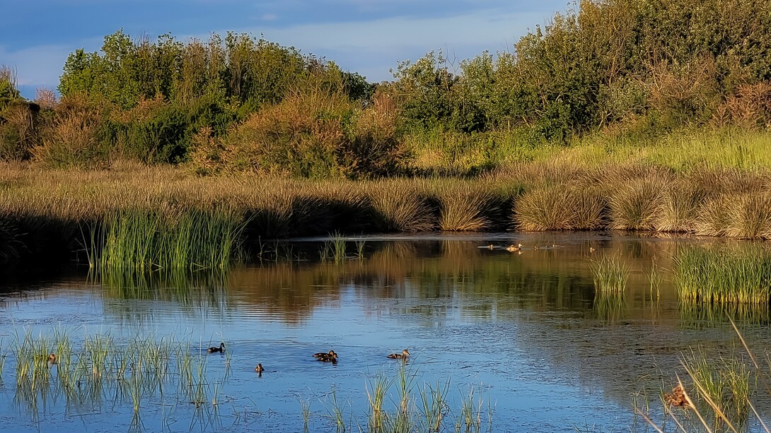 L'Oasi dei Variconi di Castel Volturno è una delle aree umide più importanti della Campania, situata lungo la foce del fiume Volturno, ed è una riserva naturale ricca di biodiversità. Riserva naturale Foce Volturno Costa di Licola. Oasi dei Variconi. Castel Volturno, Italia

 