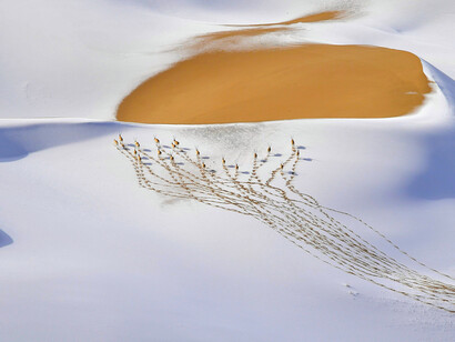 © Shangzhen Fan - Wildlife Photographer of the Year