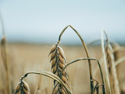 The effects of pesticides on agriculture