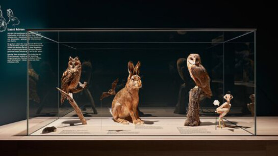 Nature Showcase. Courtesy of Naturhistorisches Museum Basel
