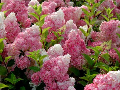  Hydrangea Vanilla Strawberry