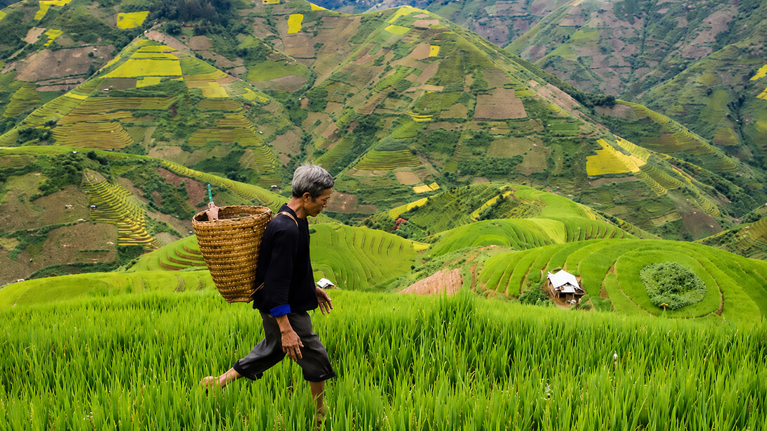 An elderly farmer carries a woven basket on his shoulder as he walks through the rice fields of Bali, Indonesia