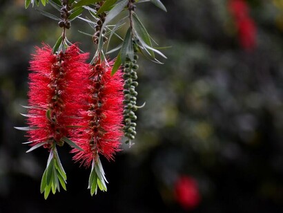 Bottlebrush, come suggerisce la forma a scovolino spazza via i rifiuti tossici emotivi 
