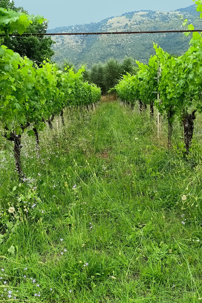 Colli-Serrone Vineyard Italy