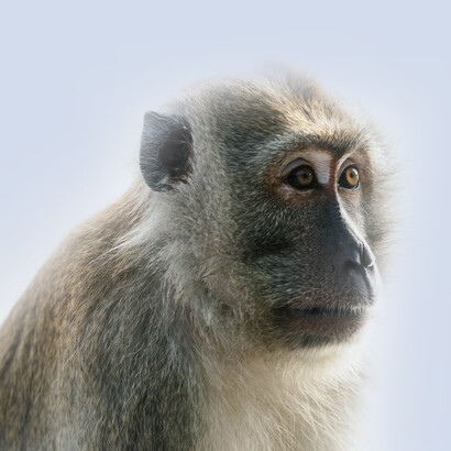 Tutto è condizionato dalla ricchezza o dalla povertà degli alimenti a disposizione