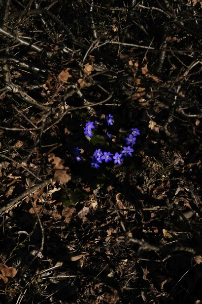 Res. Blåsippor Smiley, 2020. Image courtesy of the artist and Zeit Contemporary Art, New York 
