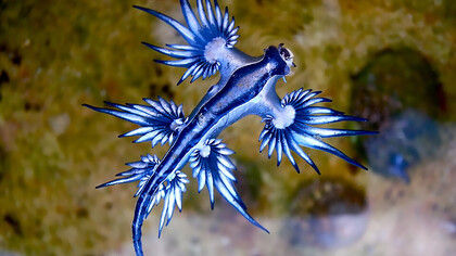 The striking Blue Glaucus nudibranch, often called the Blue Sea Slug or Sea Swallow, displaying its vivid blue coloration underwate