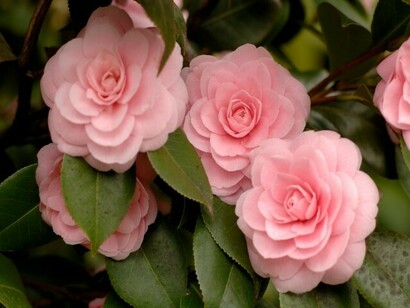 Camelia sacco-vera