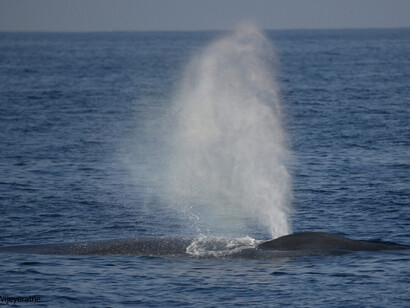 Blue Whale © Gehan de Silva Wijeyeratne