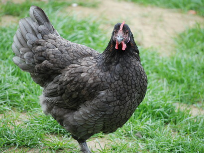 La gallina nera
