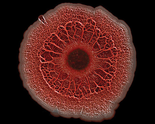 World in a Drop. Courtesy of Harvard Museum of Natural History 