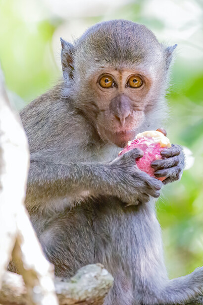Le scimmie, oltre ad avere una buona memoria a lungo termine e di essere molto ingegnose, dimostrano di possedere nella loro mente una capacità di giudizio retrospettivo notevole