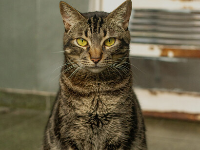 Gatto tigrato di razza europeo comune 