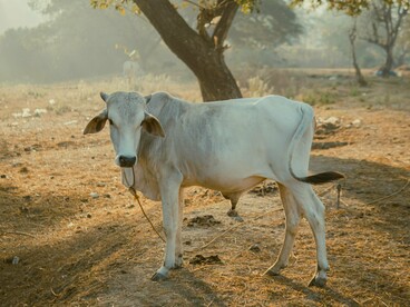 A luz atravessa as árvores enquanto a vaca permanece serena no centro da paisagem. Em muitas tradições hindus, contemplá-la é também contemplar um símbolo vivo do divino