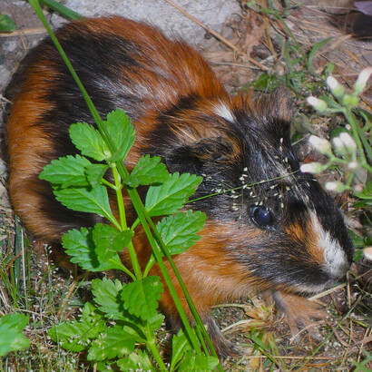 Su carne magra y rica en minerales como el hierro es recomendada para prevenir la anemia y fortalecer el sistema inmunológico