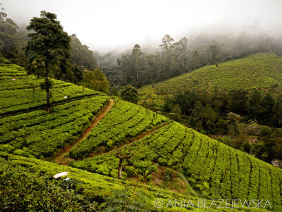 Plantación de té en Sri Lanka