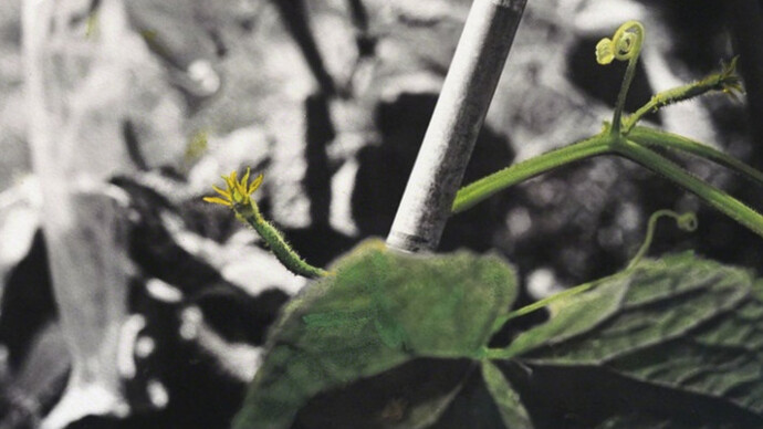 Happily Ever After II. Courtesy of Blindspot Gallery