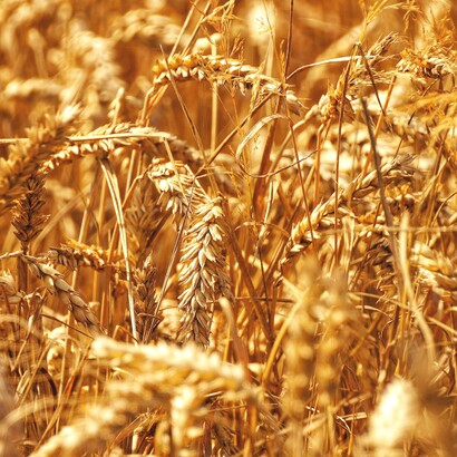Gli ingredienti principali della birra sono acqua, malto d'orzo, luppolo e lievito, ognuno dei quali contribuisce al sapore, all'aroma e alla fermentazione della bevanda 