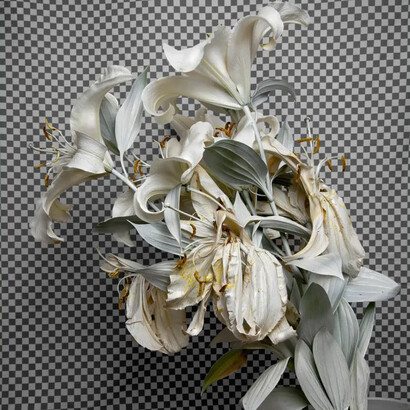 Stephanie Syjuco, Whiteout (Krylon colormaster gloss white on white oriental lillies) (detail) in the series “Hard light”, 2019. Courtesy of Fraenkel Gallery