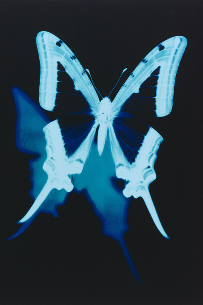 The Polaroid Project. Courtesy of McCord Museum