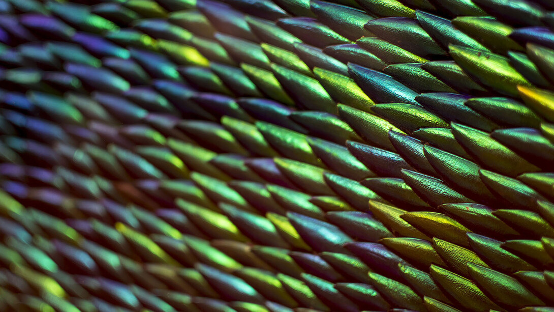 Jan Fabre. Courtesy of Museo di Capodimonte