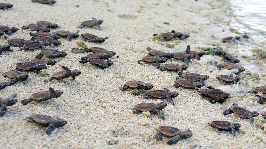 Tartarughe verdi neonate, dette 'hatchiling', corrono libere verso il mare