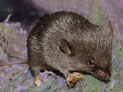 Scolomys sp., nueva especie de ratón espinoso. Gracias al uso de tecnologías avanzadas como cámaras trampa y ADN ambiental, los investigadores pudieron identificar y documentar especies inéditas con gran precisión