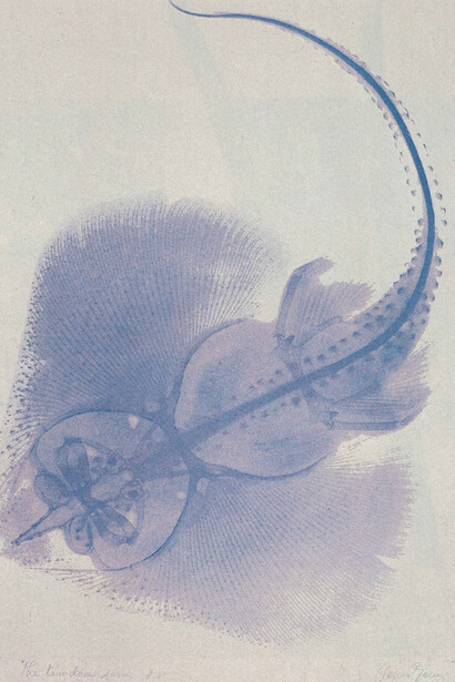 Agnes Denes, The kingdom series: X-Ray of sting ray, 1980. Courtesy of the Museum of Fine Arts