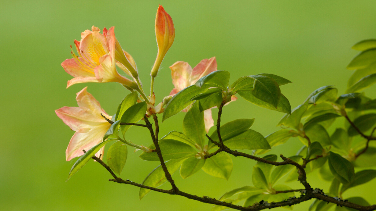 I fiori dell'ottimismo