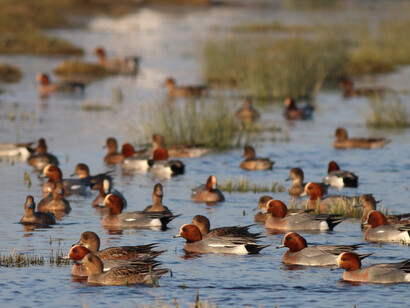 Wigeon at RSPB Rainham Marshes © Gehan de Silva Wijeyeratne