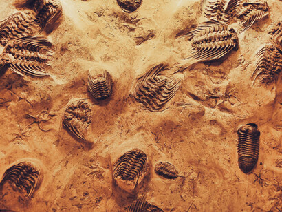 Fossile. La scomparsa dei grandi sauri, ad esempio, ha tra le altre cose permesso un maggiore sviluppo dei mammiferi, cosa che a sua volta ha portato all’evoluzione di una particolare ‘famiglia’ che, ad un certo punto di tale processo evolutivo, si è concretizzata nella specie umana