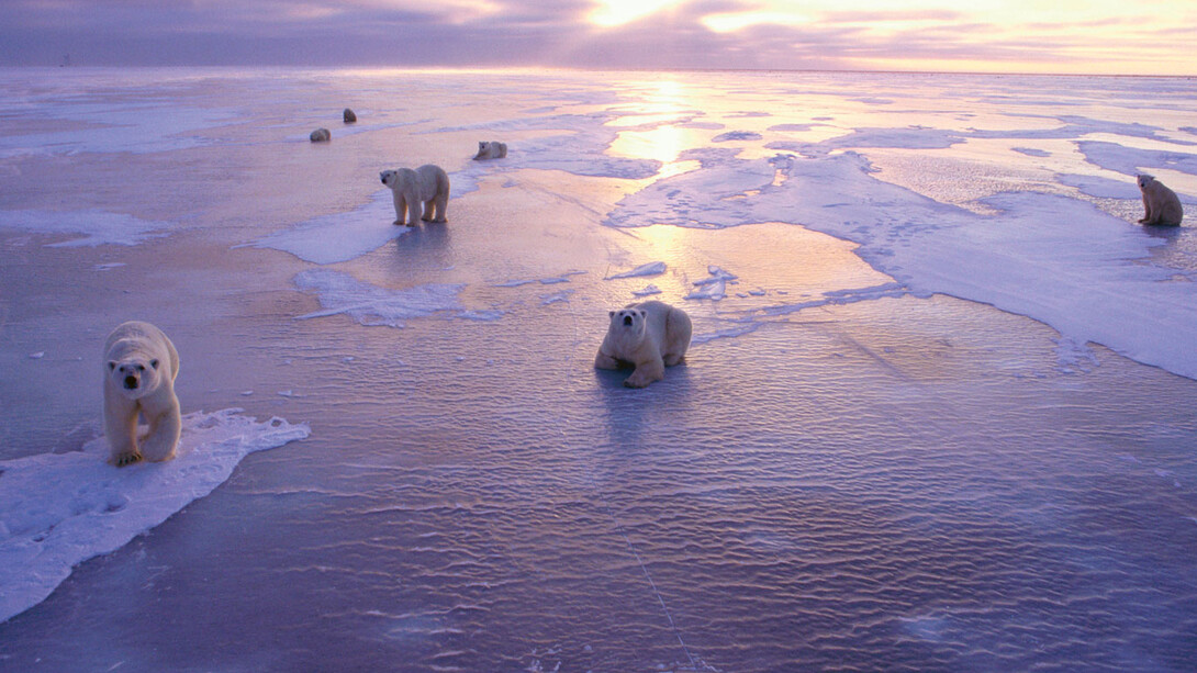 Le conseguenze dell'acidificazione del Mar Glaciale Artico sulla fauna